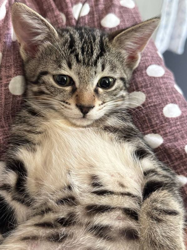 Котята домашние бесплатно Котята домашние бесплатно