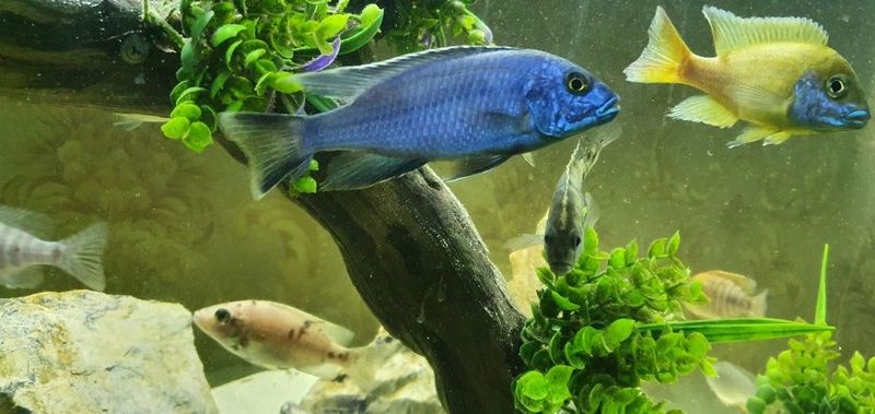 afrika cichlid sotiladi privaznoy afrika cichlid sotiladi privaznoy