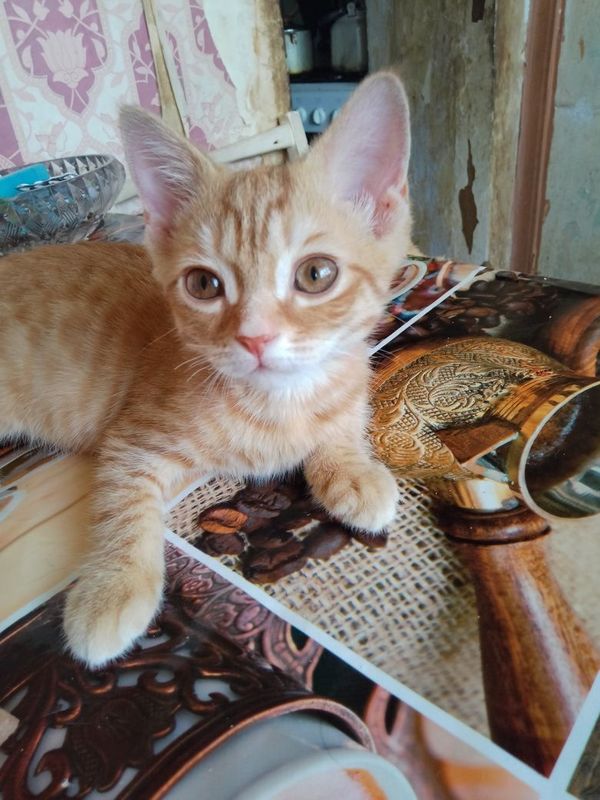 Продаётся котик, скоттиш-страйт