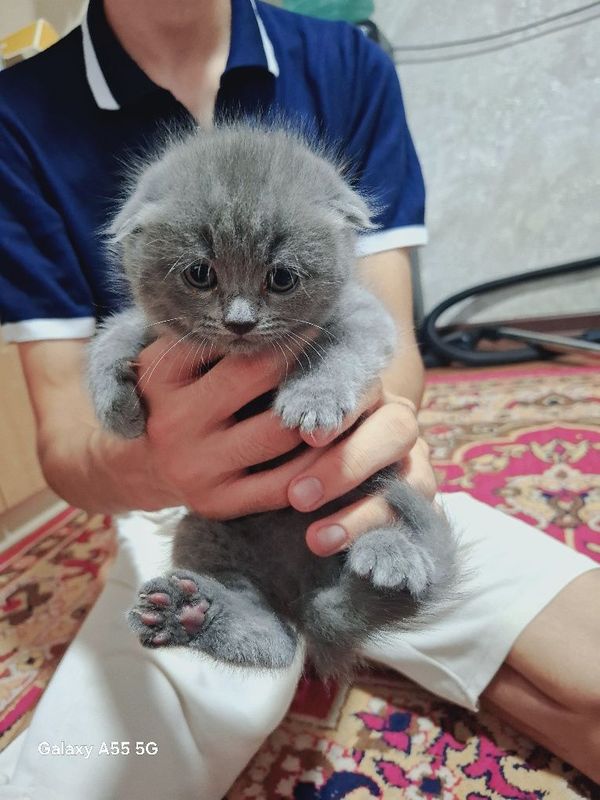 Очаровательные шотландские вислоухие котята ищут дом! Очаровательные шотландские вислоухие котята ищут дом!