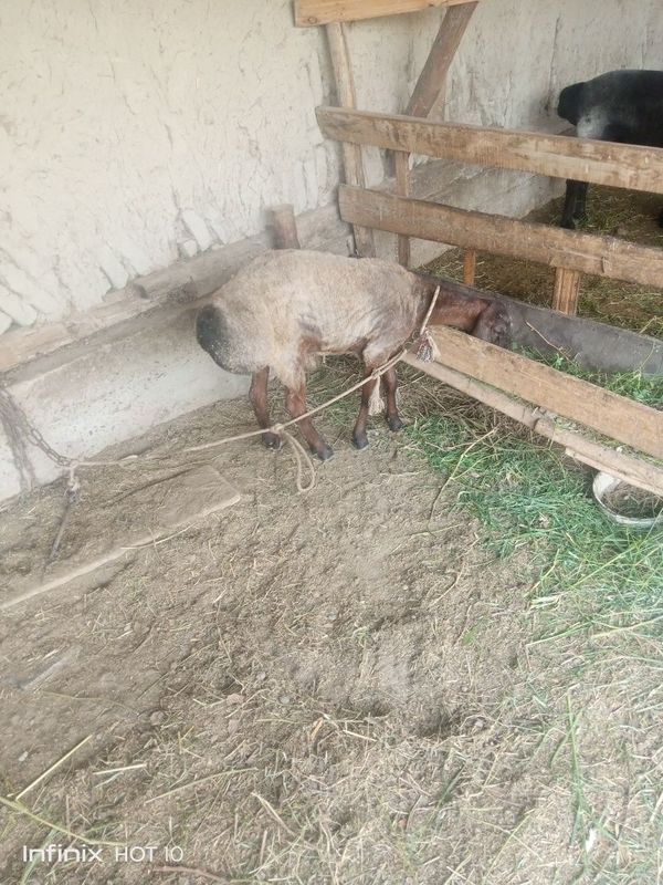 2ta barala sotiladi qarasi nar 6oylik modasi sariqcha qazoqi 5 oylik 2ta barala sotiladi qarasi nar 6oylik modasi sariqcha qazoqi 5 oylik