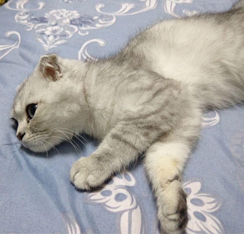 Mushuk sotiladi. Zoti: Scottish Fold (bukilgan quloqlik). Mushuk sotiladi. Zoti: Scottish Fold (bukilgan quloqlik).
