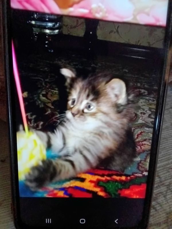 Миленький котёнок Миленький котёнок