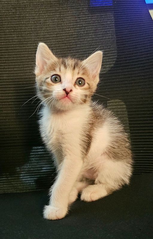 Продается кошечка