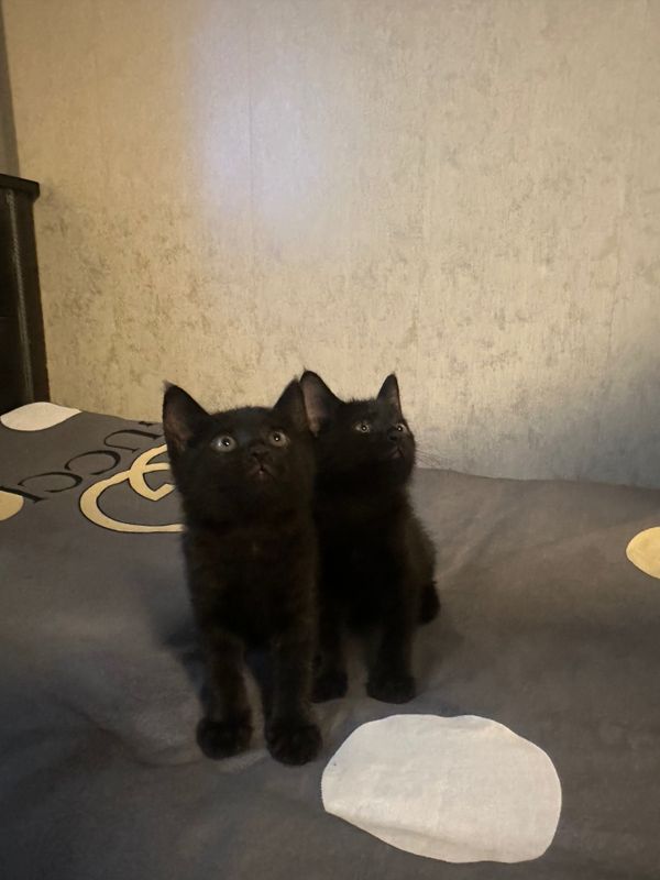 Отдам котенка без платно Отдам котенка без платно