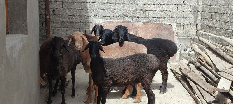 qochqorlar sotiladi soglam hamasi