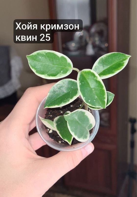 Хойи паразитика блэк эдж, кримзон квин, церопегия, фил миканс Хойи паразитика блэк эдж, кримзон квин, церопегия, фил миканс