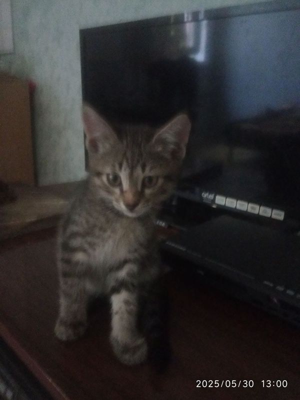 Пристраиваю в хорошую семью.