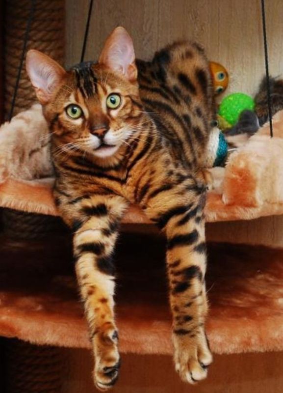 Бенгальский кот, элитный. Бенгальский кот, элитный.