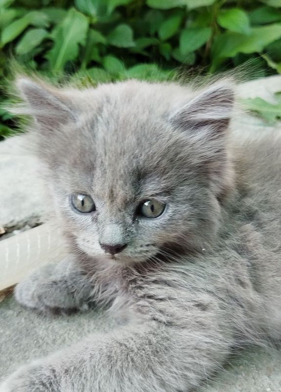 Продаю Британского котёнка Продаю Британского котёнка