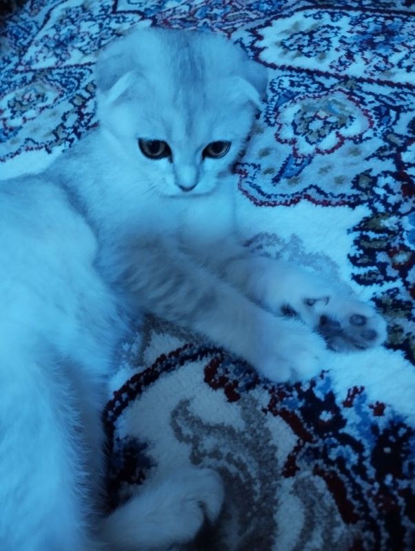 Шотландский вислоухий Шотландский вислоухий