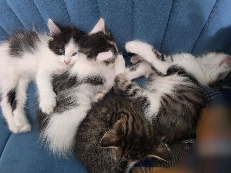 Отдам в хорошие руки котят