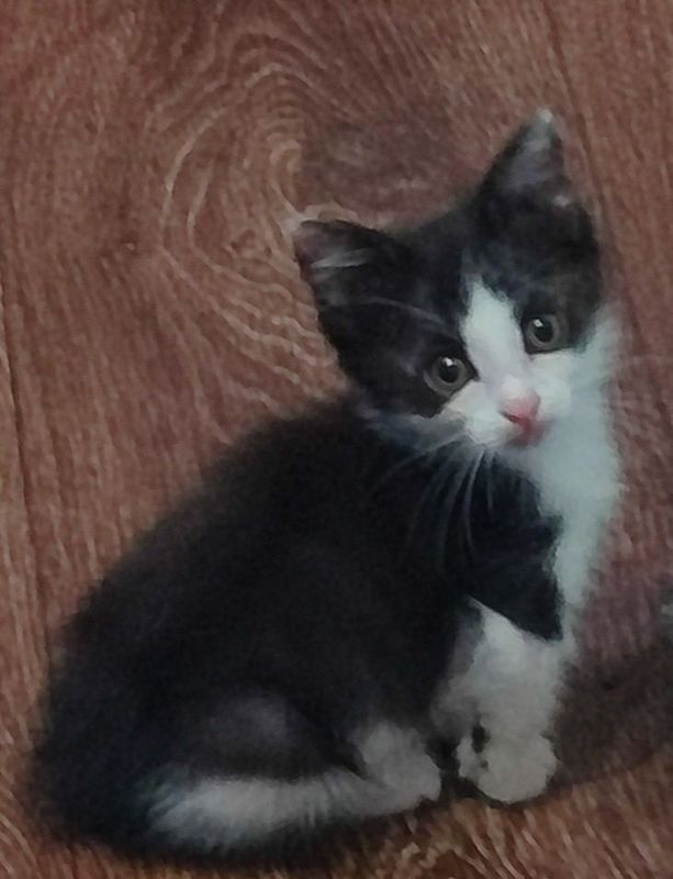 Отдам бесплатно котёнка Отдам бесплатно котёнка