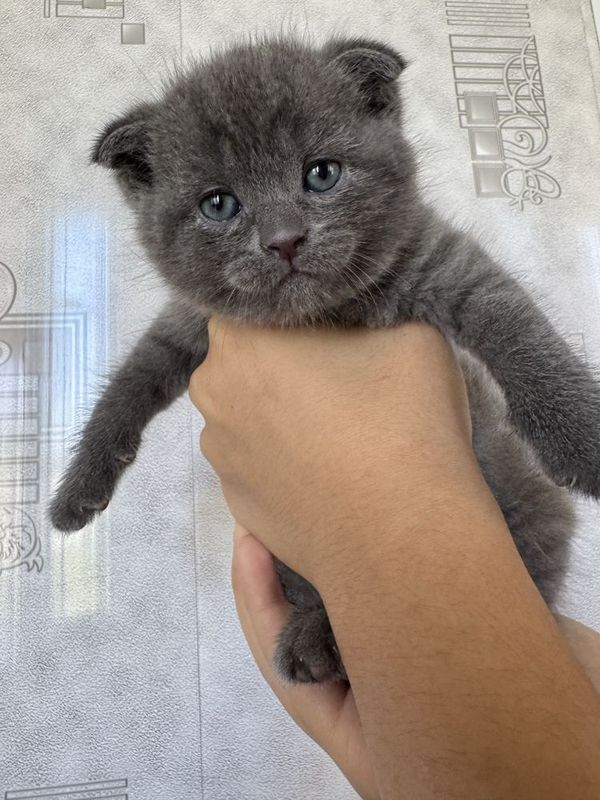 Продаются породистые котята скотиш фолды и страйт Продаются породистые котята скотиш фолды и страйт