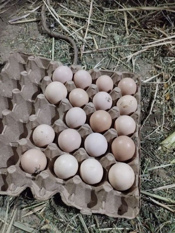 Qora tovuq tuxumlariga zakaz olamiz