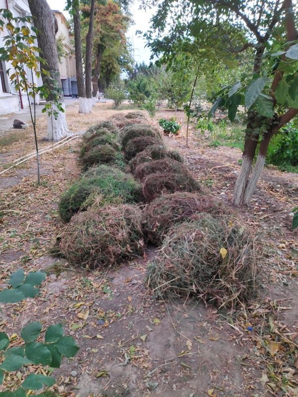 Пичан сомон озгина бор
