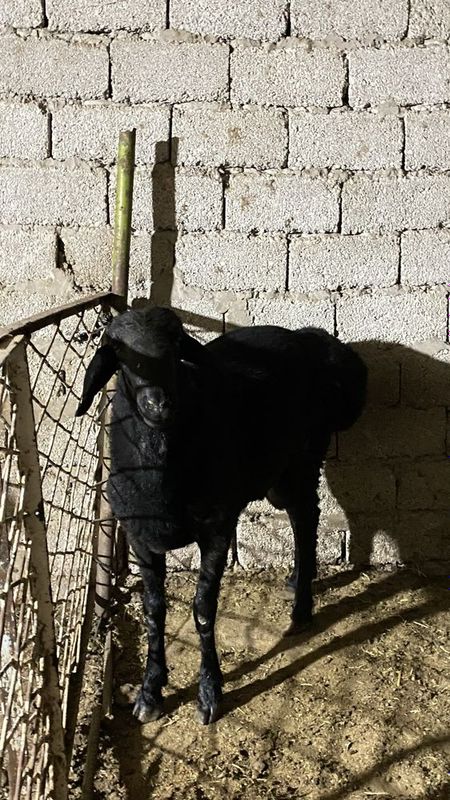 Qoylar sotiladi xonadonda 2ta qo’chqor 1 ta soliq Qoylar sotiladi xonadonda 2ta qo’chqor 1 ta soliq