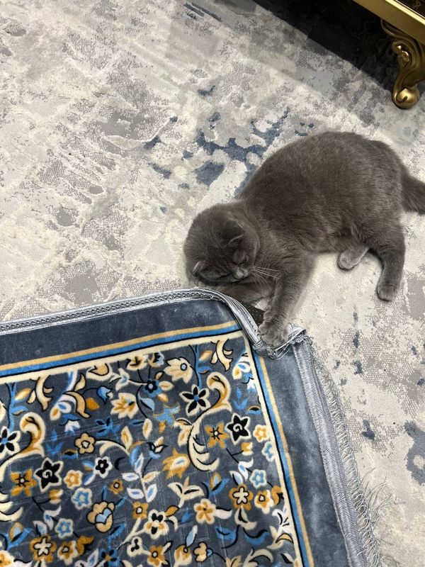 Biritaniski zotli mushuk ayasi balari sotiladi. Biritaniski zotli mushuk ayasi balari sotiladi.