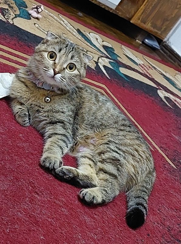 Scottish fold sotiladi Scottish fold sotiladi