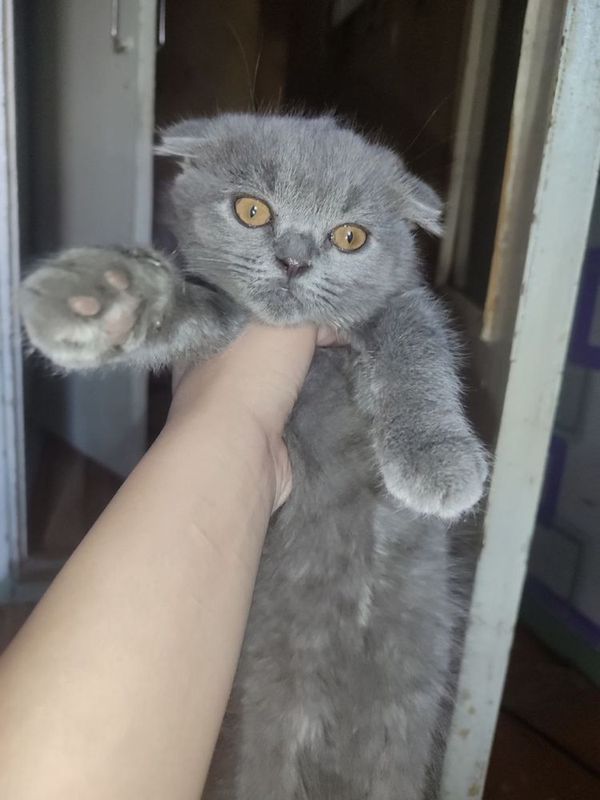 Mushuk sogligiga javob beriladj Mushuk sogligiga javob beriladj