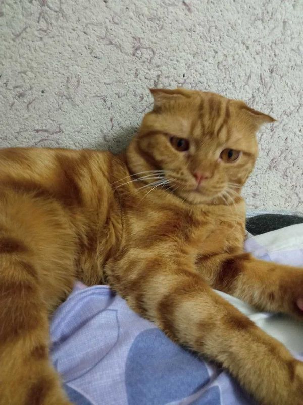 Продается кот скотиш фолд Продается кот скотиш фолд