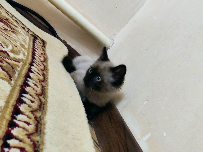 Сиамский котёнок мальчик 1.5 месяца