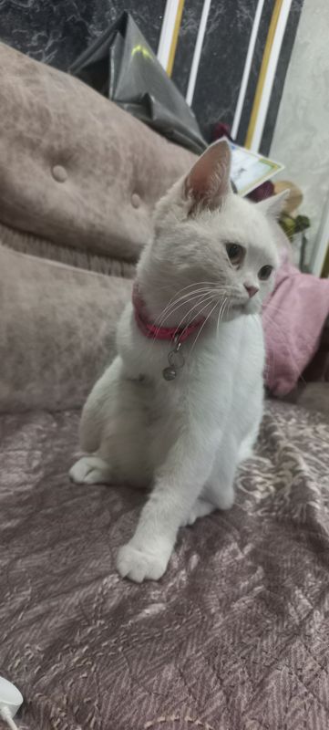 скоттиш страйт кошка