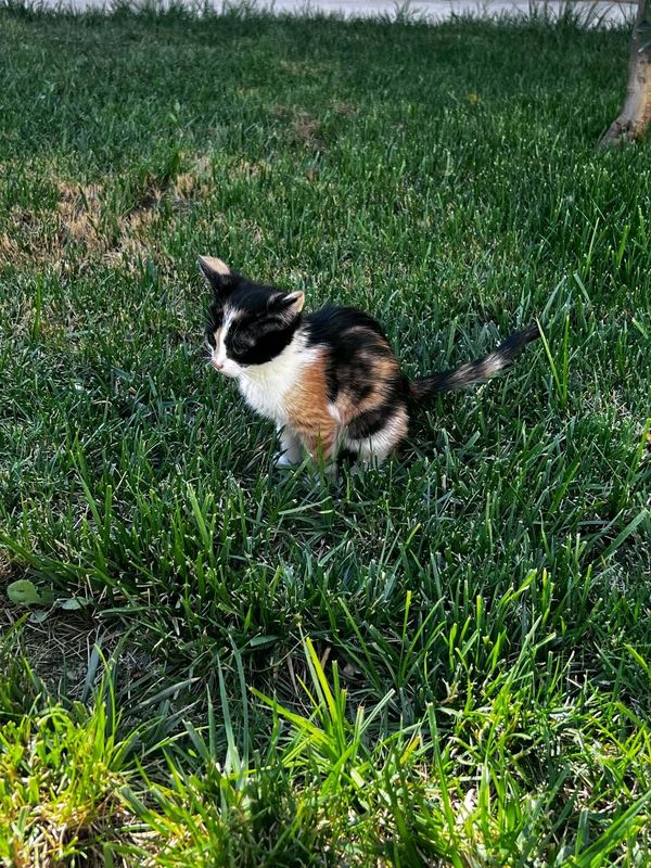 котёнок в добрые руки котёнок в добрые руки