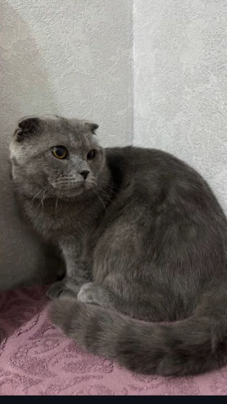 Шотландский скотш фолд Шотландский скотш фолд