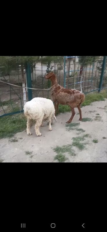 2ta zotdor ona bola sotladi 2ta zotdor ona bola sotladi