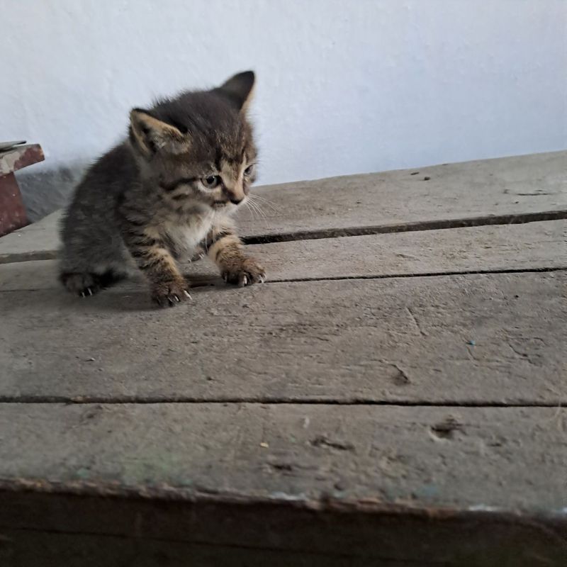 Котята даром в добрые руки Котята даром в добрые руки