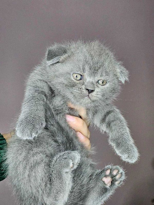 Zotdor Scottish Fold qoʻlga oʻrgarilgan aqili mushuk srochna sotiladi Zotdor Scottish Fold qoʻlga oʻrgarilgan aqili mushuk srochna sotiladi