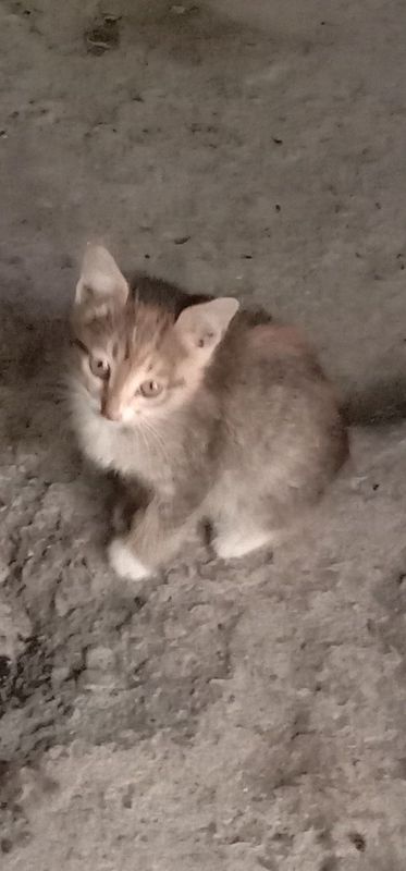 Даром котенок в хорошие руки руки