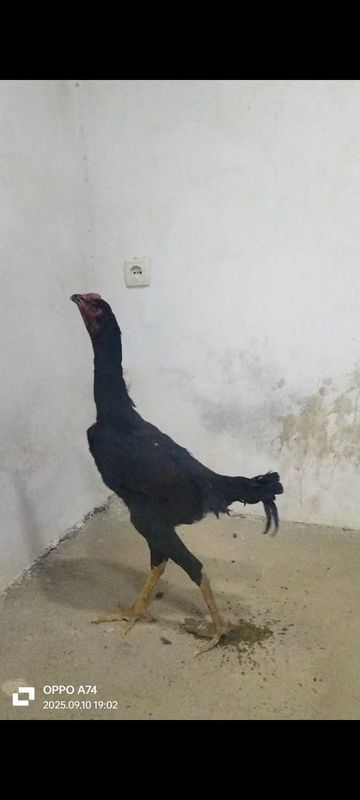 Xoroz rovuqlar sotiladi