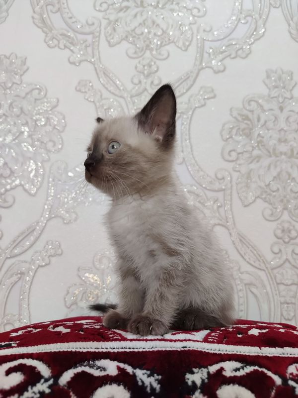 Siyamiskiy Mushuk