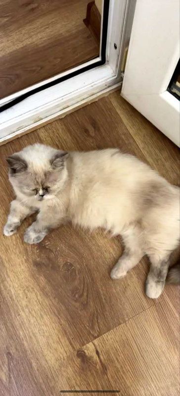 Экзотическая кошка Манчкин экзот, ласковый котёнок в добрые руки!