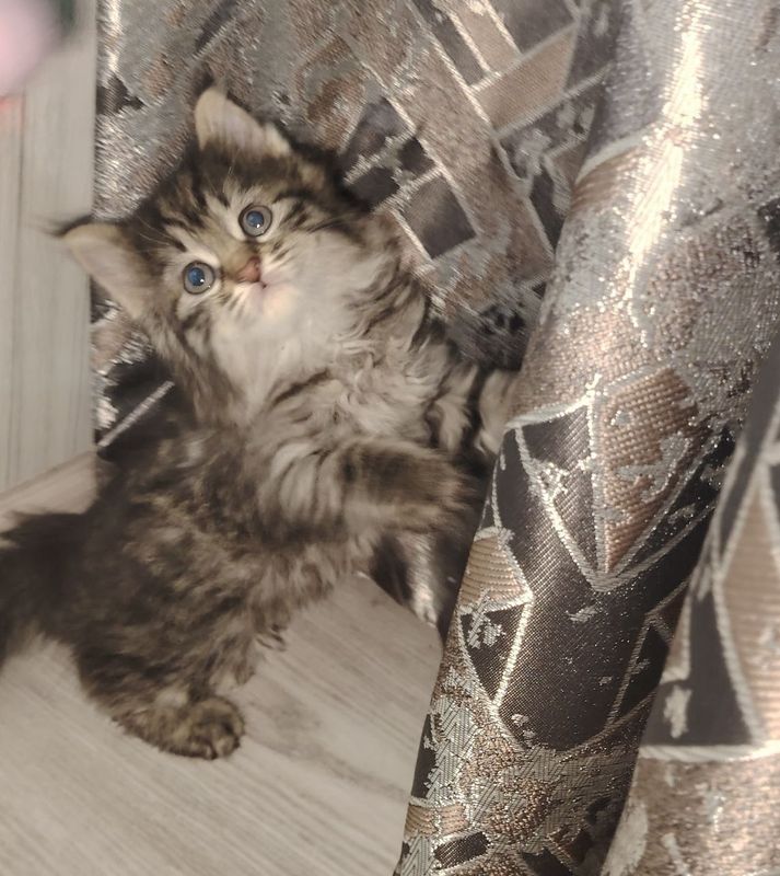 Aqlli mushuk bollasi qiz bola Aqlli mushuk bollasi qiz bola