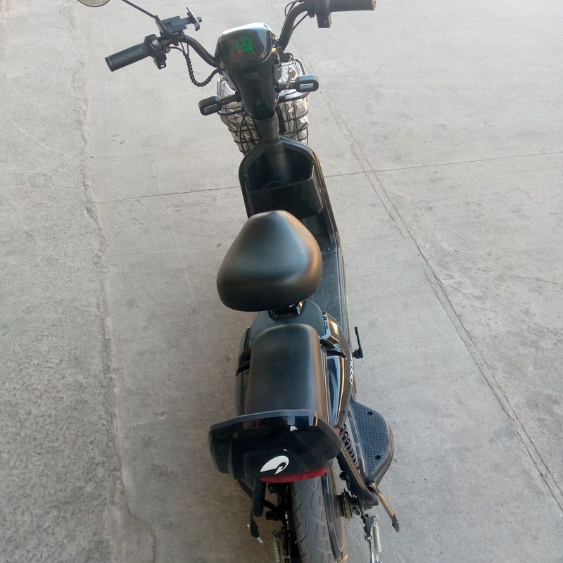 DRONGO. F DRONGO. F