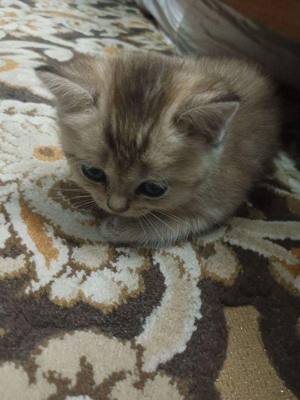 Котята 2 месяца шиншилла Котята 2 месяца шиншилла