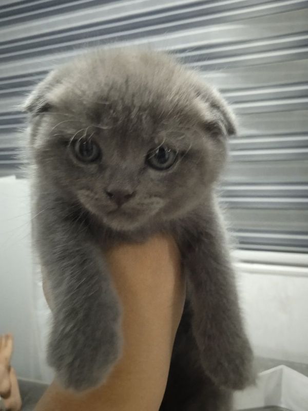 Продам котят, срочно. Продам котят, срочно.