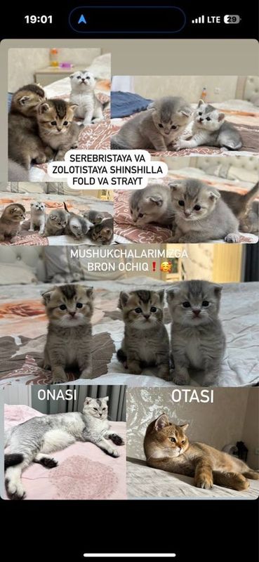 Продается шиншила котята Продается шиншила котята