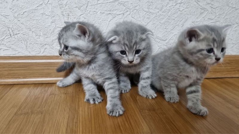 Продаю котят скотиш фолд и скотиш страйт! Продаю котят скотиш фолд и скотиш страйт!