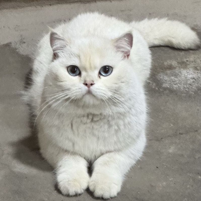 Британец окрас белый (кот) Британец окрас белый (кот)