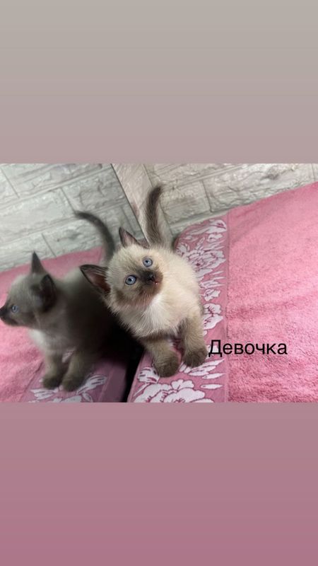 Продаются Шикарные котята