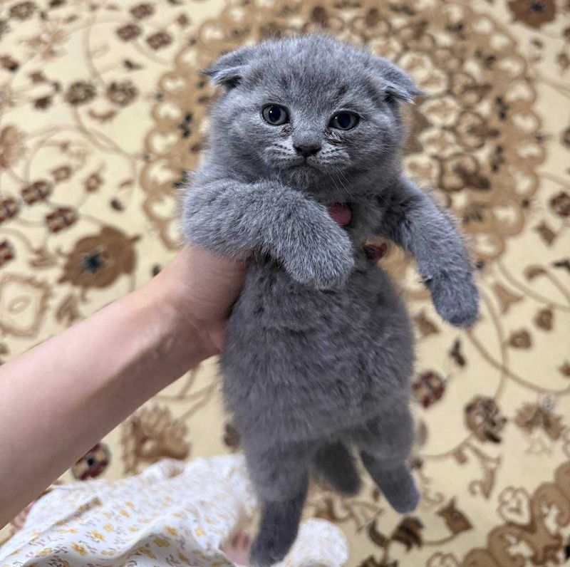 продаются породистые котята
