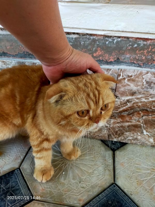 Кот вислоухий бритш Кот вислоухий бритш