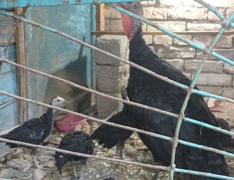 Продаются индюшата