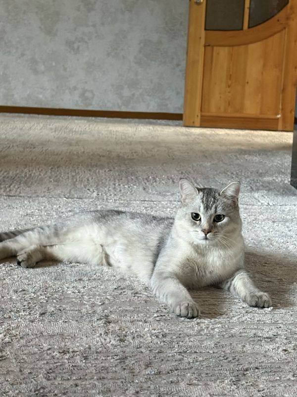 Британская кот для вязки