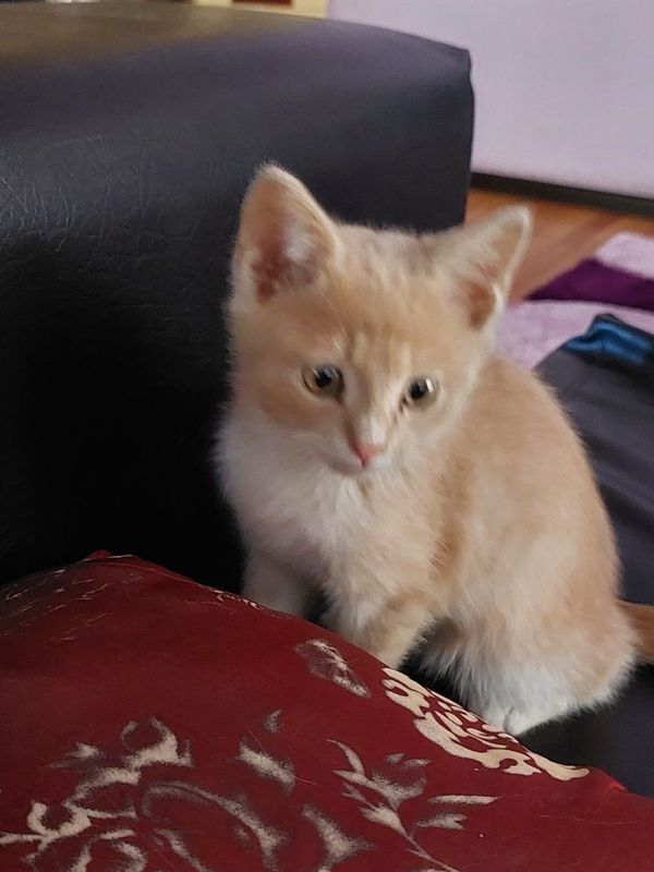 Продаются милые котята Продаются милые котята