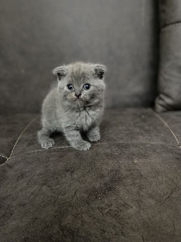 Котёнок породы МАНЧКИН Котёнок породы МАНЧКИН